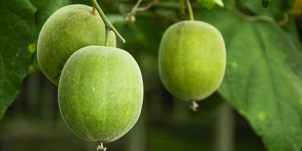 5 Interesting Facts about Monk Fruit - Nature’s Best Sweetener